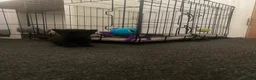 Mixed Breed cats for sale: 6 gorgeous kittens in Sheerness - Advert 7