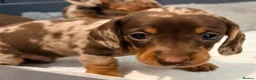 Miniature Dachshund dogs for sale: Outstanding miniature dapple dachshund puppies - Advert 35