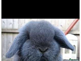 Mini Lop rabbits Stunning babies various ages vaccinated - Advert 6