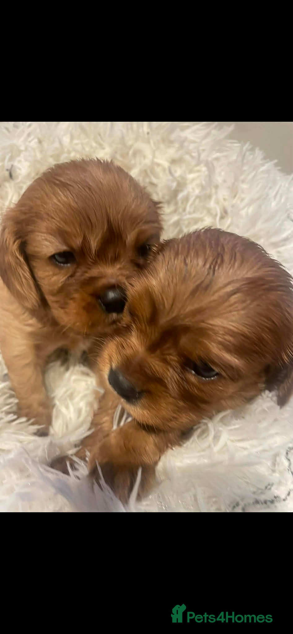 Cavalier King Charles Spaniel dogs 6 beautiful Cavalier King Charles puppy’s  - Advert 1