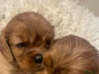 Cavalier King Charles Spaniel dogs 6 beautiful Cavalier King Charles puppy’s - Advert 1