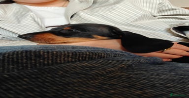 Dachshund dogs - Advert 13