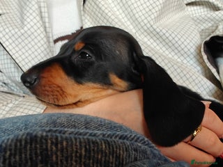 Dachshund dogs - Advert 15