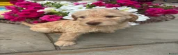 Mixed Breed dogs for sale: Stunning labradoodle puppies in Kettering - Advert 19