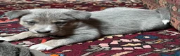 Border Collie dogs for sale: Border Collie Pups - Advert 1