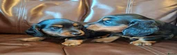 Miniature Dachshund dogs for sale: Miniature dachshund black and tan kc registered  - Advert 2