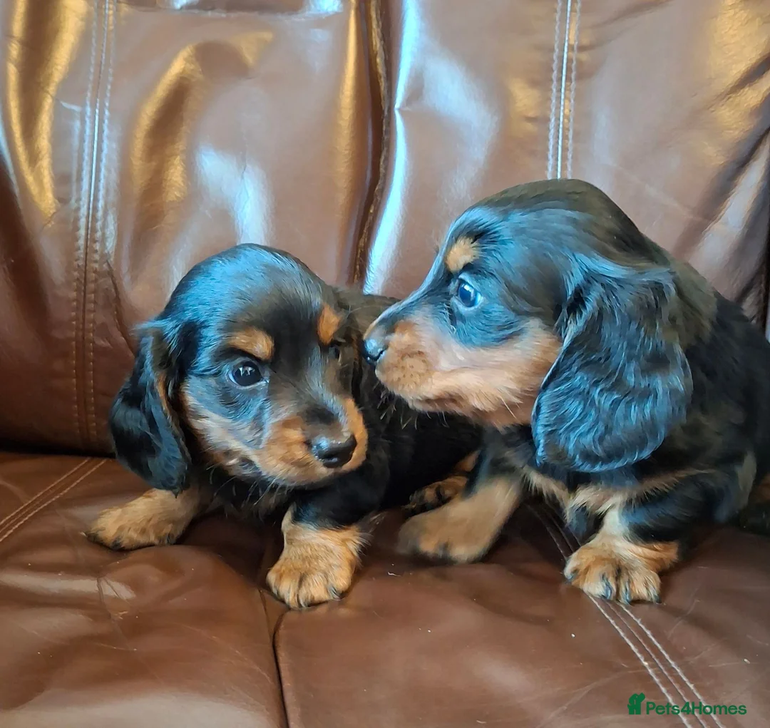 Miniature Dachshund dogs for sale: Miniature dachshund black and tan kc registered  - Advert 2