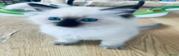 Ragdoll cats for sale: 🐾  Adorable Ragdoll Kittens 🐾 - Advert 3