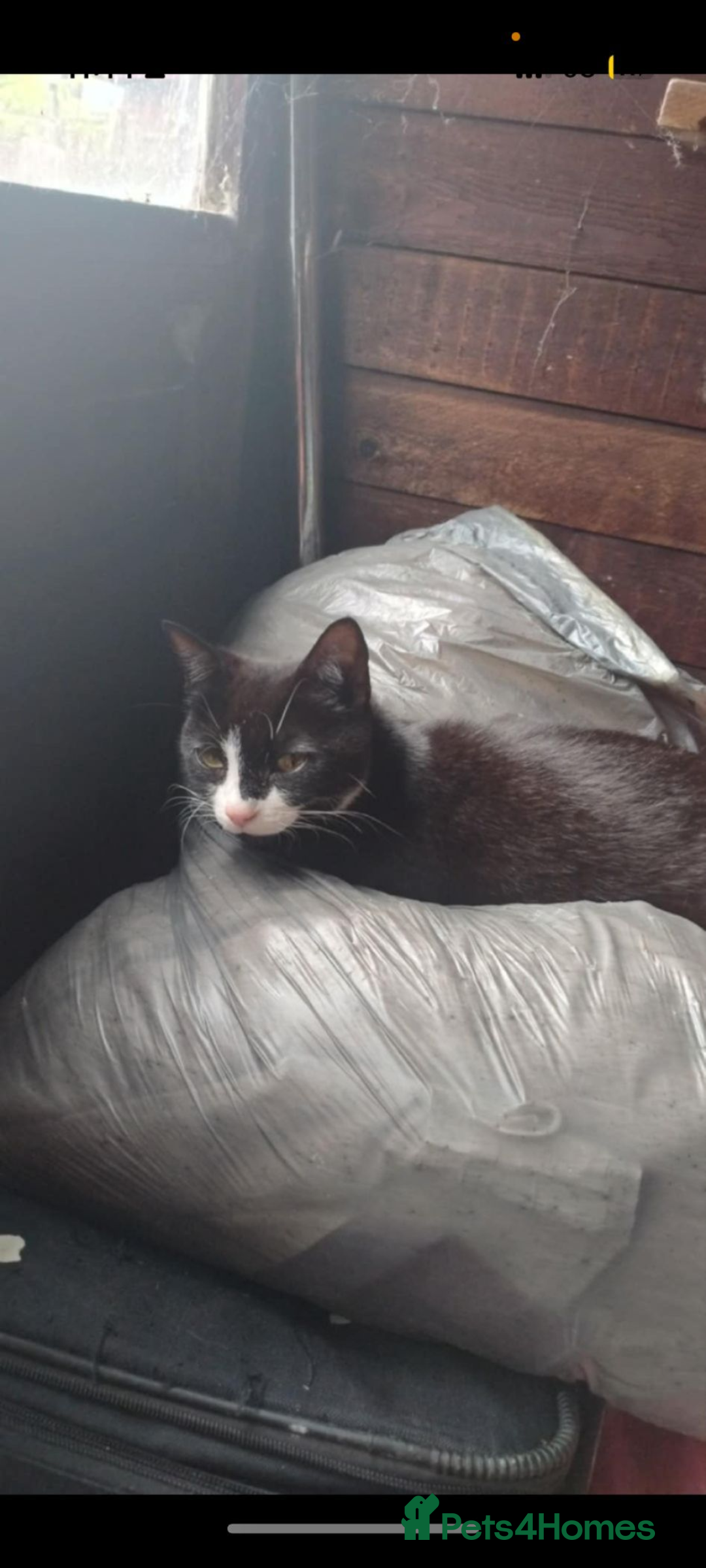 Mixed Breed cats for sale: 2 male kittens  - Image 7