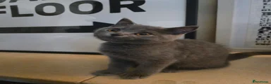 British Shorthair 1