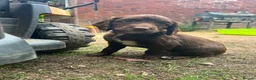 Sprocker dogs for sale: Springer x Cocker Pups  in Barnsley - Advert 6
