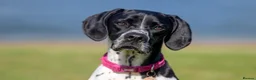 Pointer dogs for sale: Gorgeous KC reg Pointer Puppies in Maidstone - Advert 14