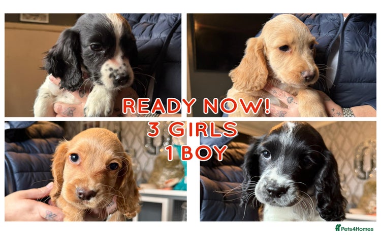Cocker Spaniel dogs READY NOW !!! 3 girls & 1 boy COCKER SPANIEL PUPS - Advert 10