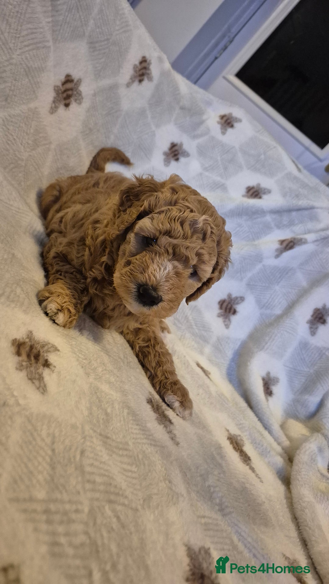 Australian Labradoodle dogs for sale: LAST ONE BOY - Australian Labradoodle Puppies  - Advert 32