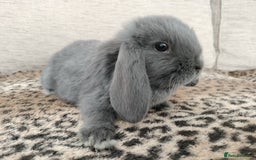 Mini Lop rabbits for sale: Baby mini lops for sale  - Image 3