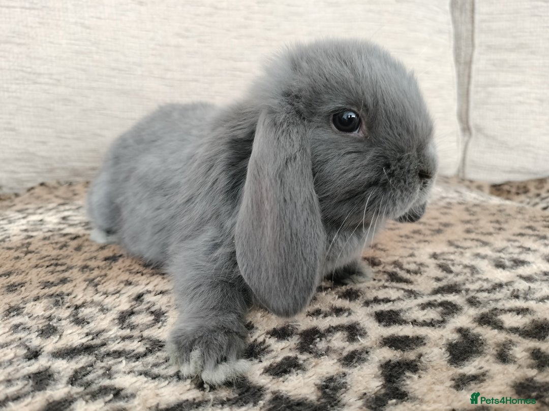 Mini Lop rabbits for sale: Baby mini lops for sale  - Image 3
