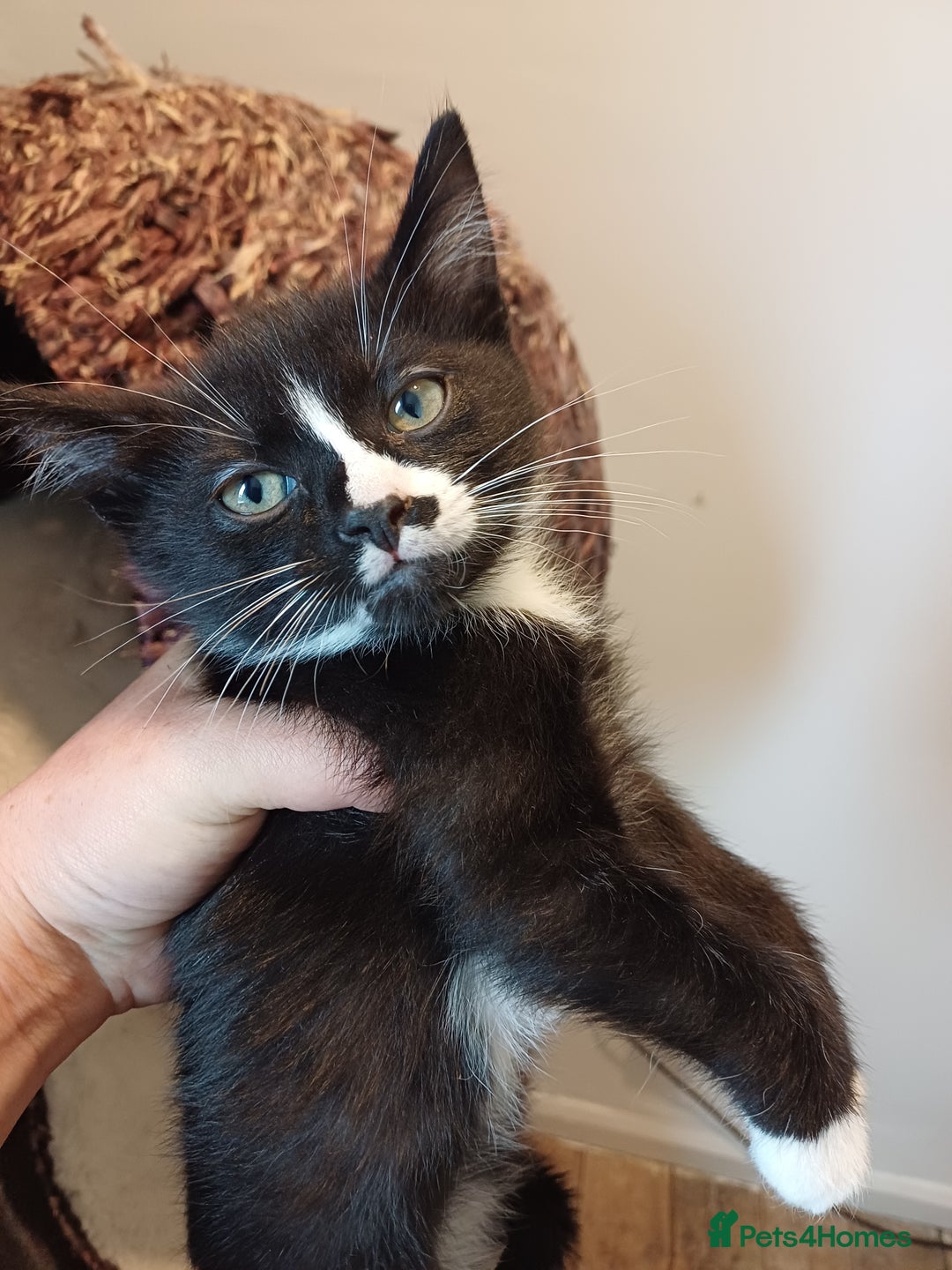 Mixed Breed cats for sale: Last gorgeous male boy - Image 2