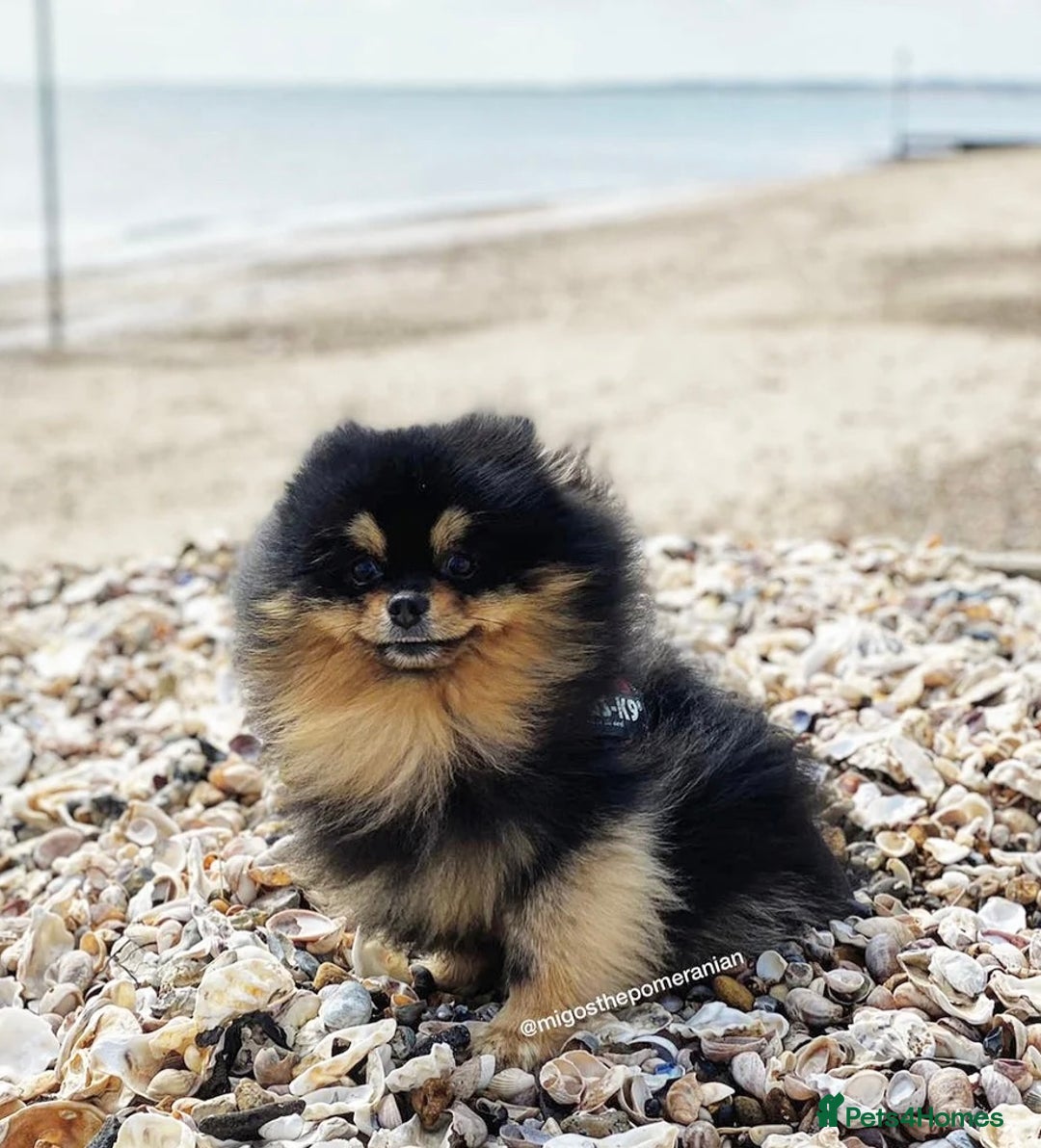 Pomeranian dogs for sale: 3 Little Girls Looking for Love! - Image 7