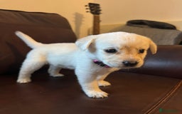 Labrador Retriever dogs for sale: Beautiful labrador puppies for sale - Image 7