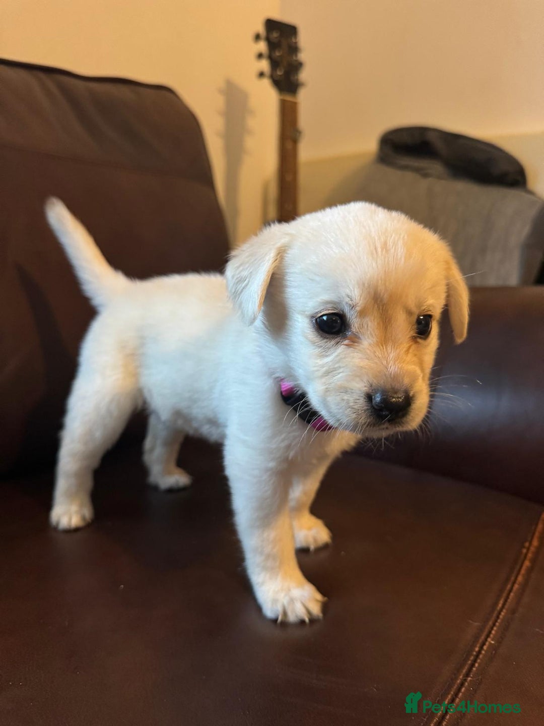 Labrador Retriever dogs for sale: Beautiful labrador puppies for sale - Image 7
