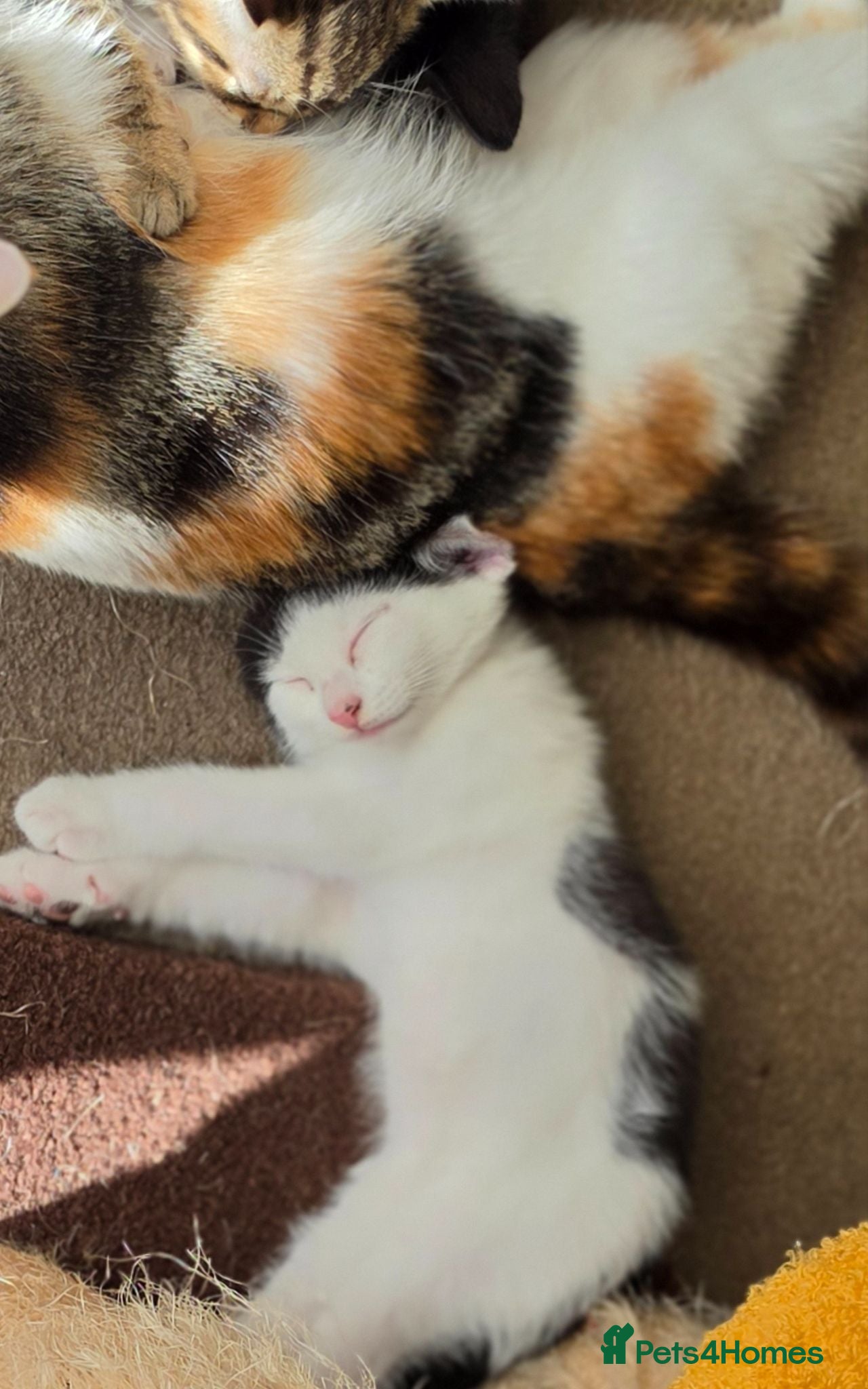 Mixed Breed cats VERY LAST PRICE REDUCTION   - Advert 3