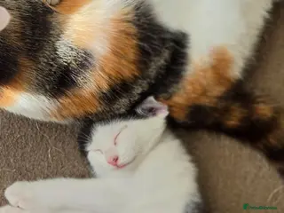 Mixed Breed cats VERY LAST PRICE REDUCTION - Advert 3