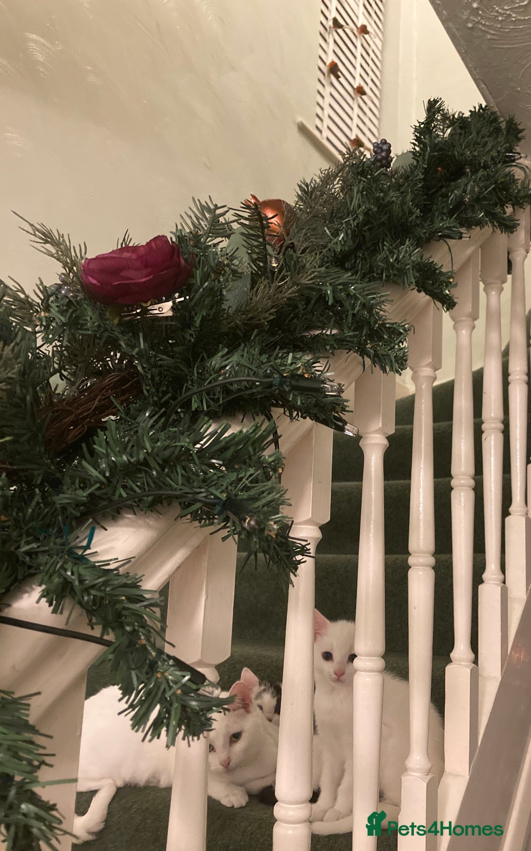 Turkish Van cats for sale: Gorgeous Turkish Van kitten - Advert 8