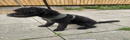 Mixed Breed dogs for sale: Selling our beloved puppy/dog - Advert 3