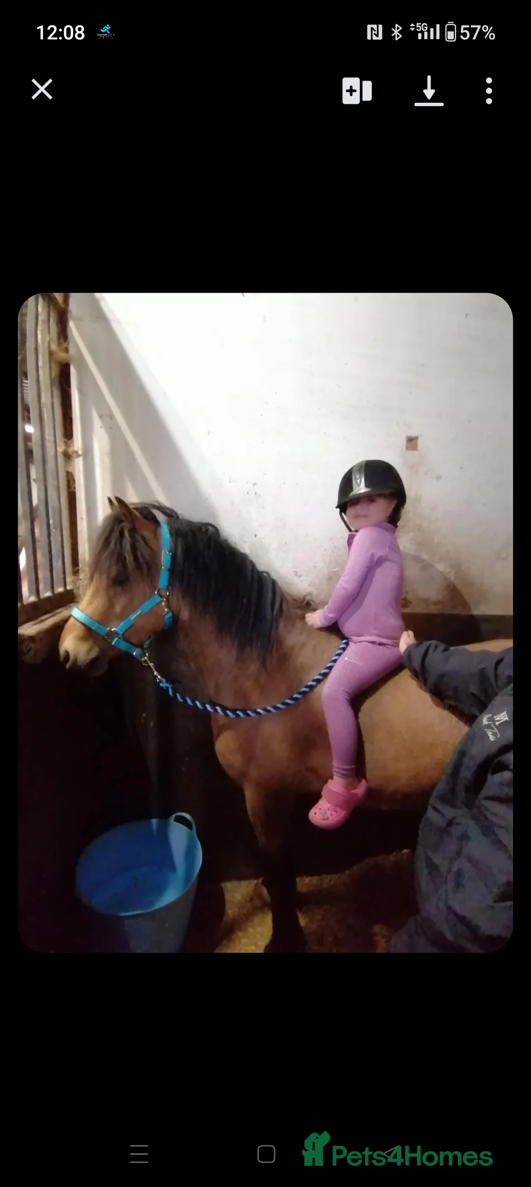 Welsh Section C horses for sale: Rising 4 registered Welsh C gelding  - Advert 5