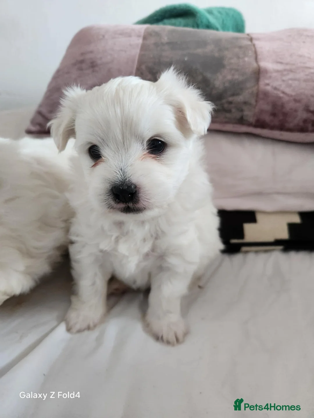 Bichon Frise dogs for sale: 3 adorable boys  - Advert 6