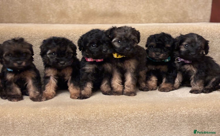 Cavapoo dogs F1A Cavapoos - Advert 1