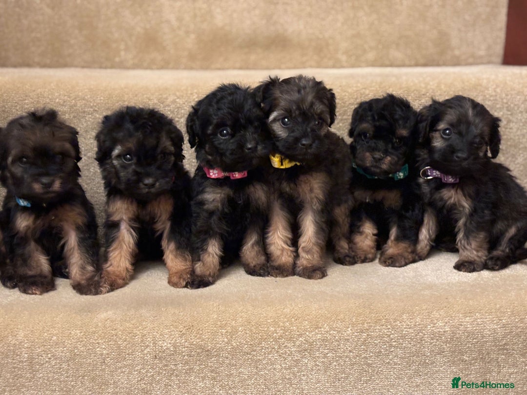 Cavapoo dogs for sale: F1A Cavapoos - Advert 1