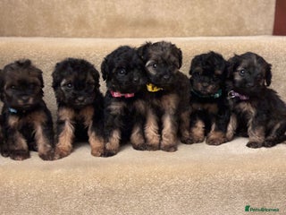 Cavapoo dogs F1A Cavapoos - Advert 1