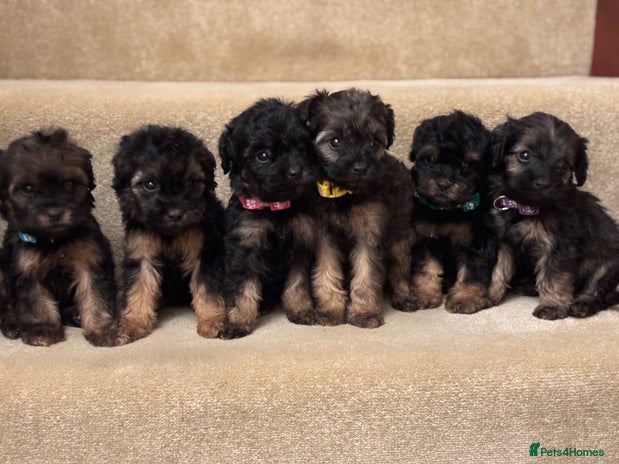 Cavapoo dogs F1A Cavapoos - Advert 1