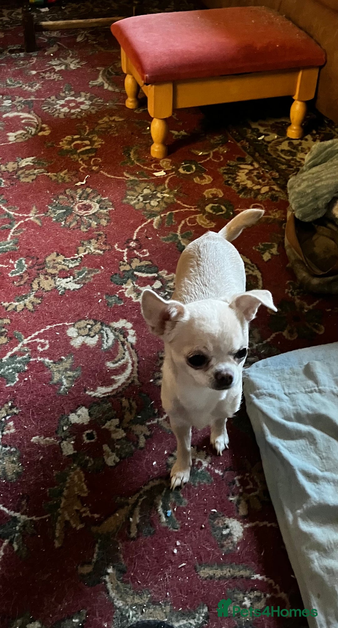 Chihuahua dogs for sale: Short hair Chihuahua - Image 2