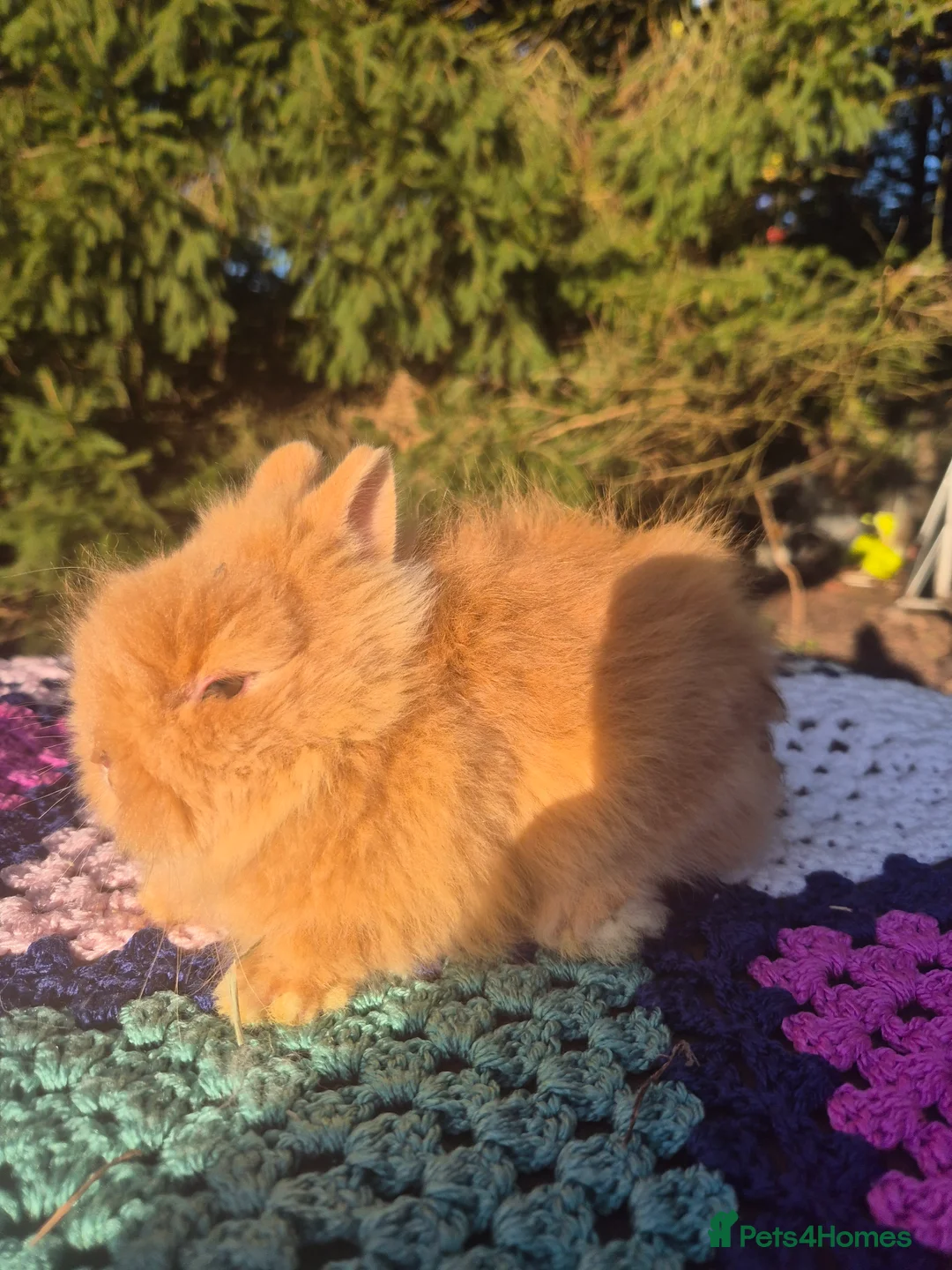 Angora rabbits for sale: 💓OUTSTANDING TEDDYDWERG, IMPORTED PARENTS💙  - Advert 2