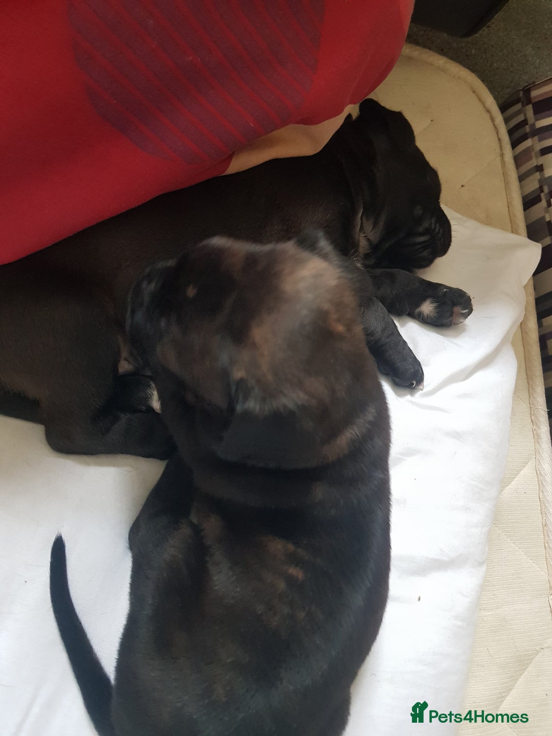 Mixed Breed dogs for sale: 5 cane corso mix puppies - Image 7