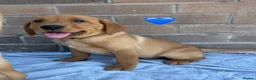 Labrador Retriever dogs for sale: Stunning Fox Red & Golden Labrador Puppies - Advert 8