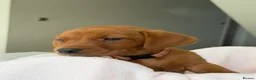 Labrador Retriever dogs for sale: Dark Fox Red Labrador Puppies – Exceptional Lines - Advert 5