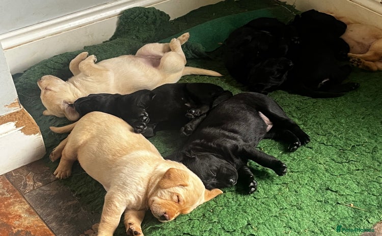 Labrador Retriever dogs - Advert 9
