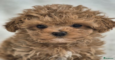 Maltipoo dogs - Advert 4
