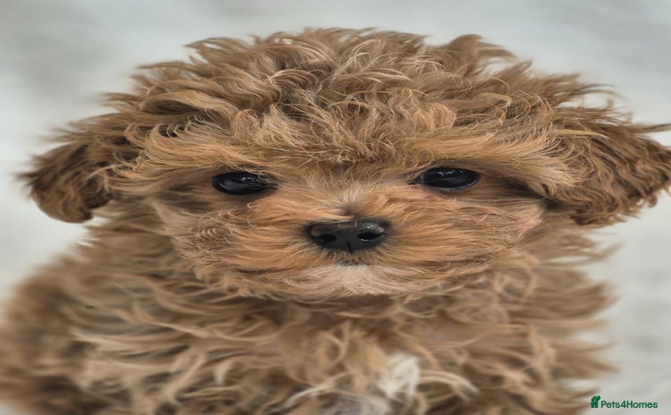 Maltipoo dogs - Advert 4