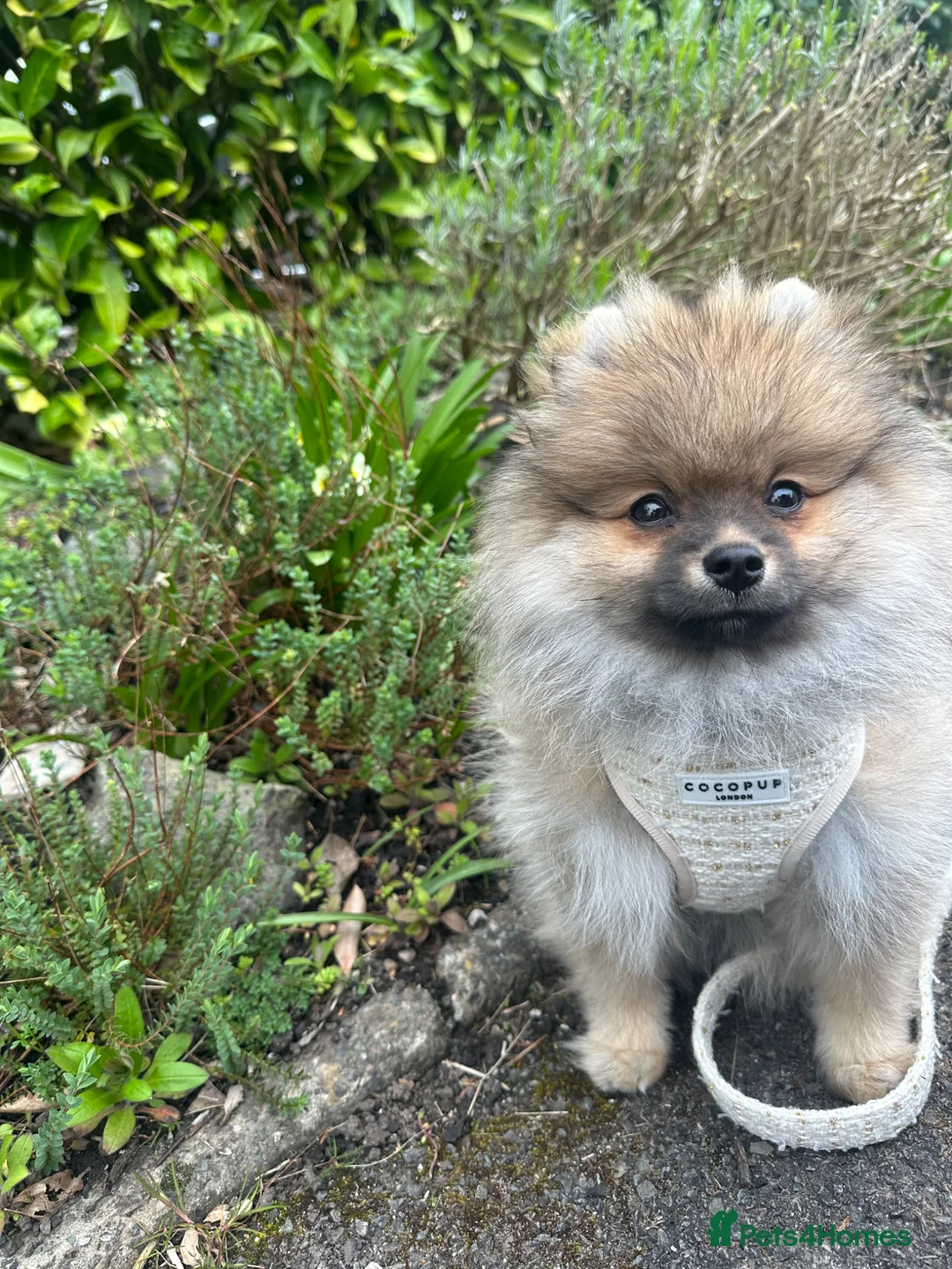 Pomeranian dogs for sale: Cream Sable Pomeranian in Nottingham - Advert 2