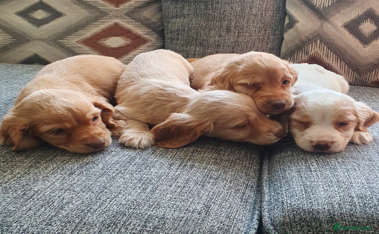 Cocker Spaniel dogs - Advert 4