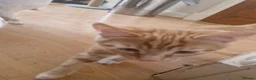 Mixed Breed cats for sale: Mother and 4 kittens in Leeds - Advert 5