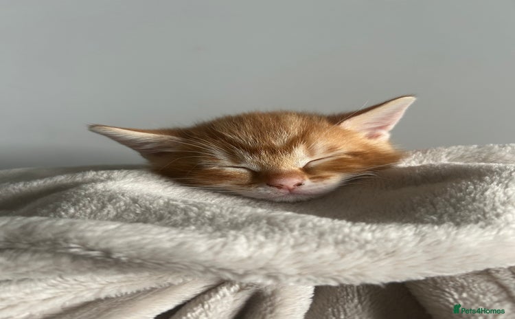 Domestic Shorthair cats - Advert 2
