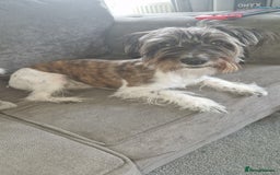 Yorkshire Terrier dogs for sale: Yorkshire terrier 2yr old  - Image 6