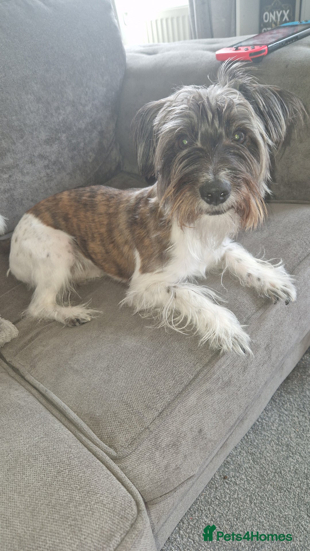 Yorkshire Terrier dogs for sale: Yorkshire terrier 2yr old  - Image 6