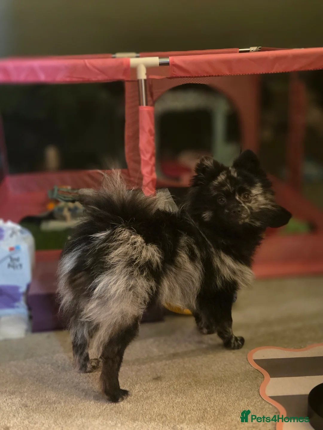 Pomeranian dogs for stud: NEXT GEN BLUE MERLE POM PUPS INCOMING - Advert 11