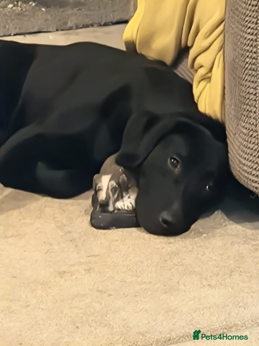 Labrador Retriever dogs for sale: Poppy 1 year old female labrador  - Advert 6